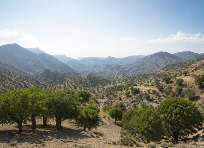 جنگل بنه دهبکری